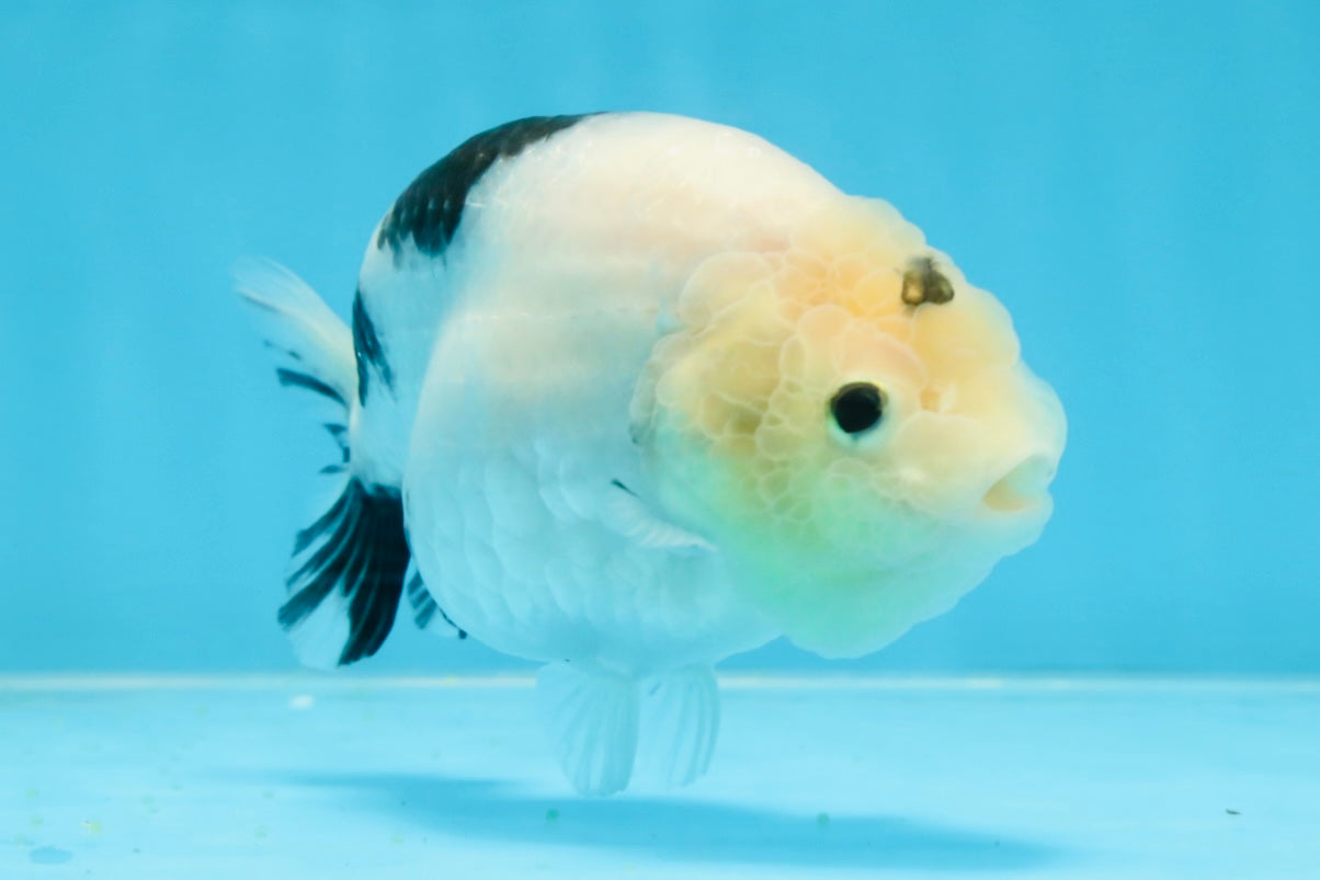 A Grade Chinese Cow Ranchu Female 4.5-5 inches #101725RC_18