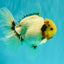 CHONKY AAA Grade Marble Button Eyes Oranda Male 6 inches #061926OR_27