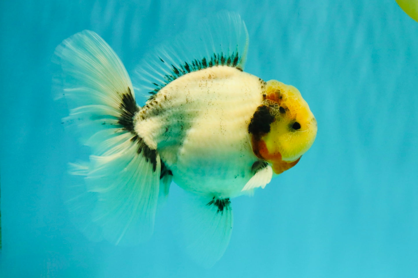 CHONKY AAA Grade Marble Button Eyes Oranda Male 6 inches #061926OR_27