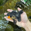 A Grade Tricolor Oranda Male 4.5 inches #053025OR_18