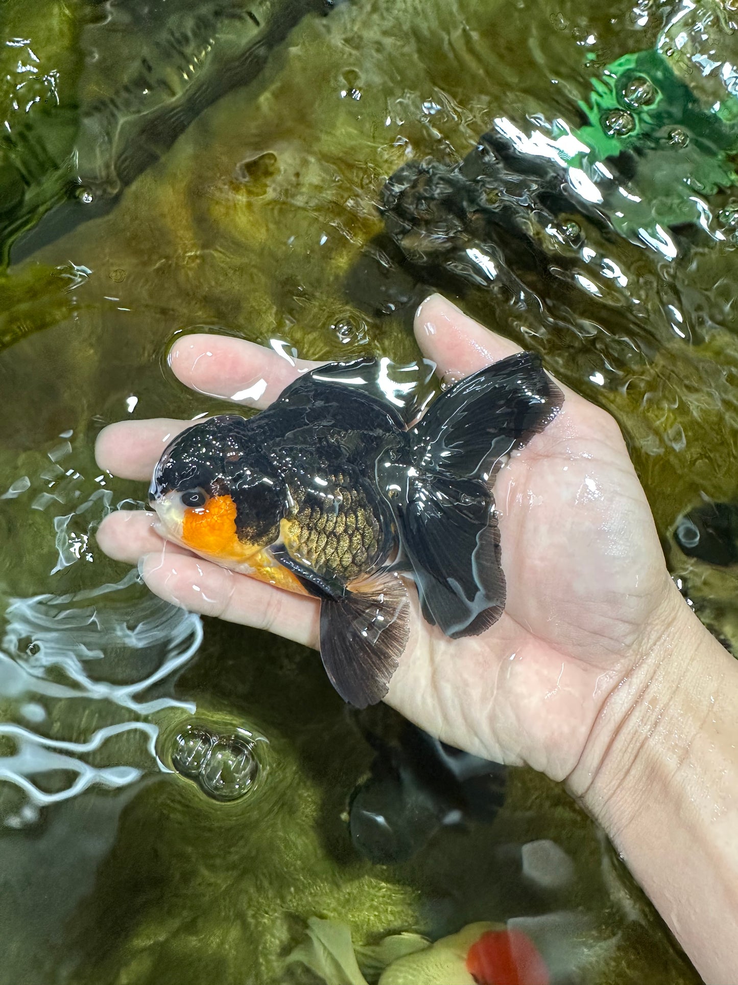 A Grade Tricolor Oranda Male 4.5 inches #053025OR_18
