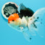 A Grade Cherry Head Tricolor Oranda Female 5-5.5 inches #0614OR_20