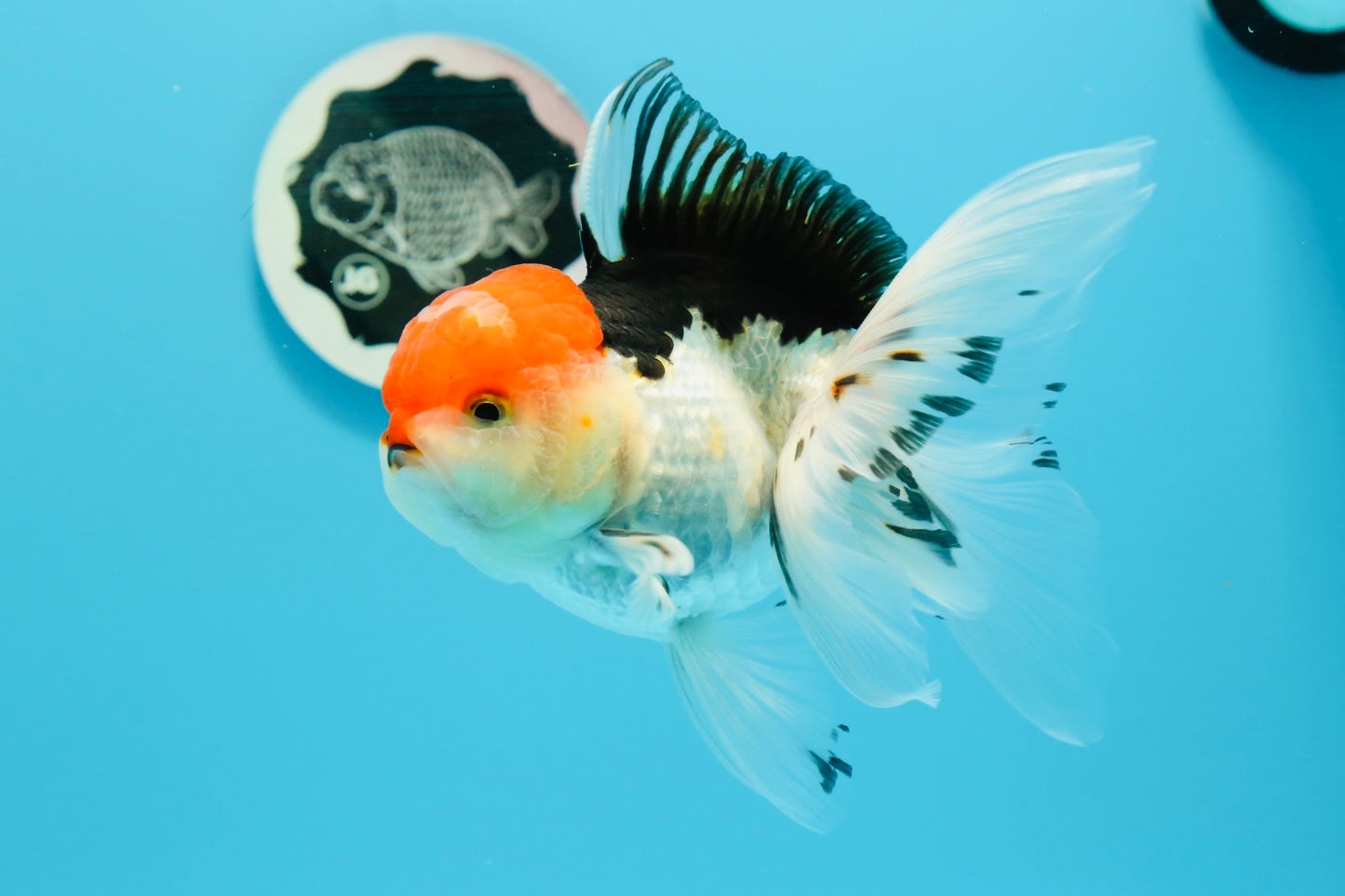 A Grade Cherry Head Tricolor Oranda Female 5-5.5 inches #0614OR_20