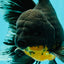 AAA Grade Long Fin Kirin Oranda Male 5.5-6 inches #062626OR_23