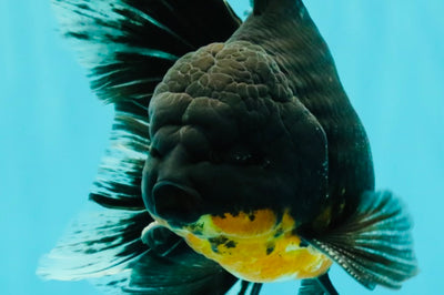 AAA Grade Long Fin Kirin Oranda Male 5.5-6 inches #062626OR_23