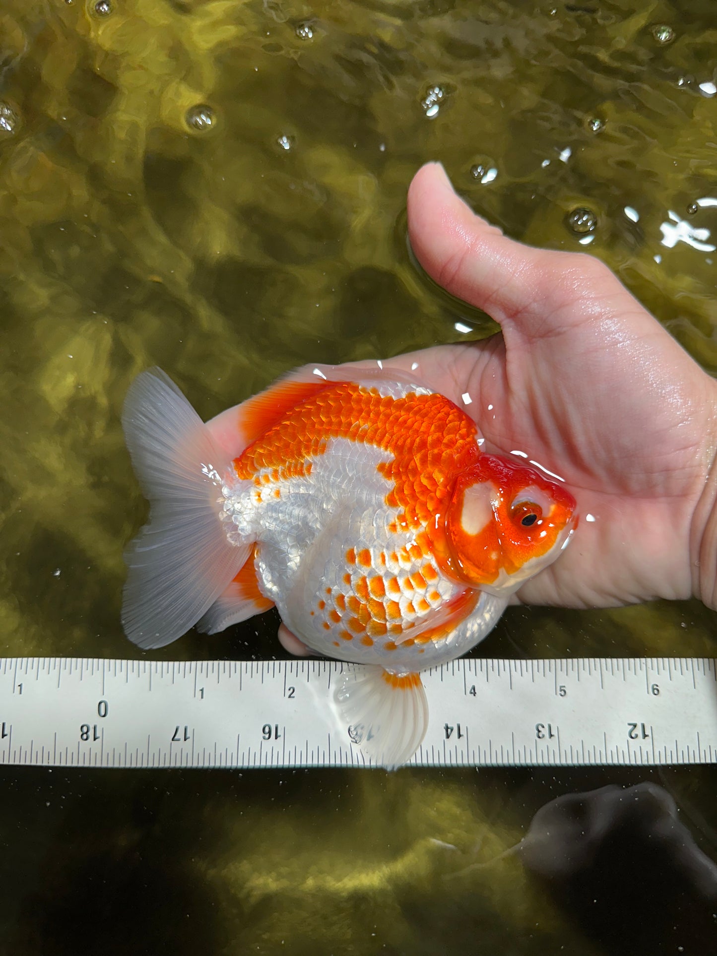A GRADE Polkadot Red White Ryukin Female 5 inches #050925RK_19