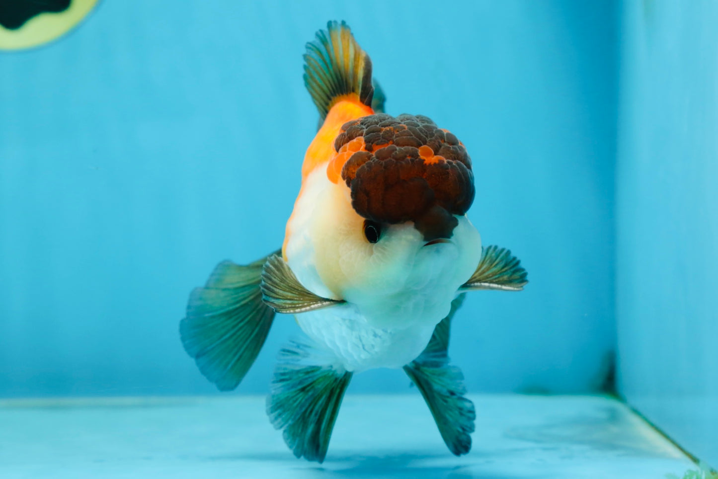 A Grade Tricolor Button Eyes Oranda Male 5-5.5 inches #080125OR_23