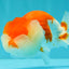FLUFFY WEN A Grade Red White LionQueen Female 5 inches #051526LC_14