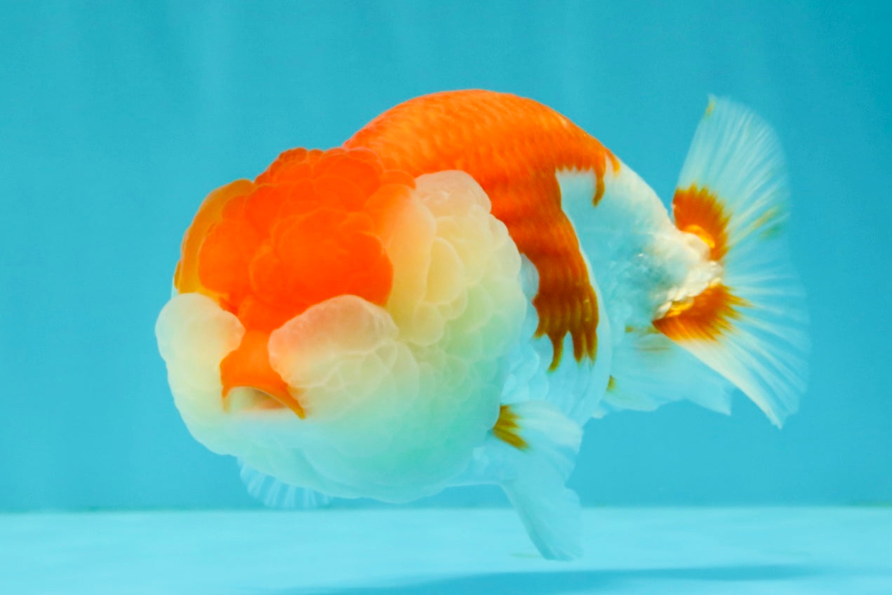 FLUFFY WEN A Grade Red White LionQueen Female 5 inches #051526LC_14