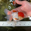 AAA Grade Red Cap Oranda Male 4.5-5 inches #050925OR_38