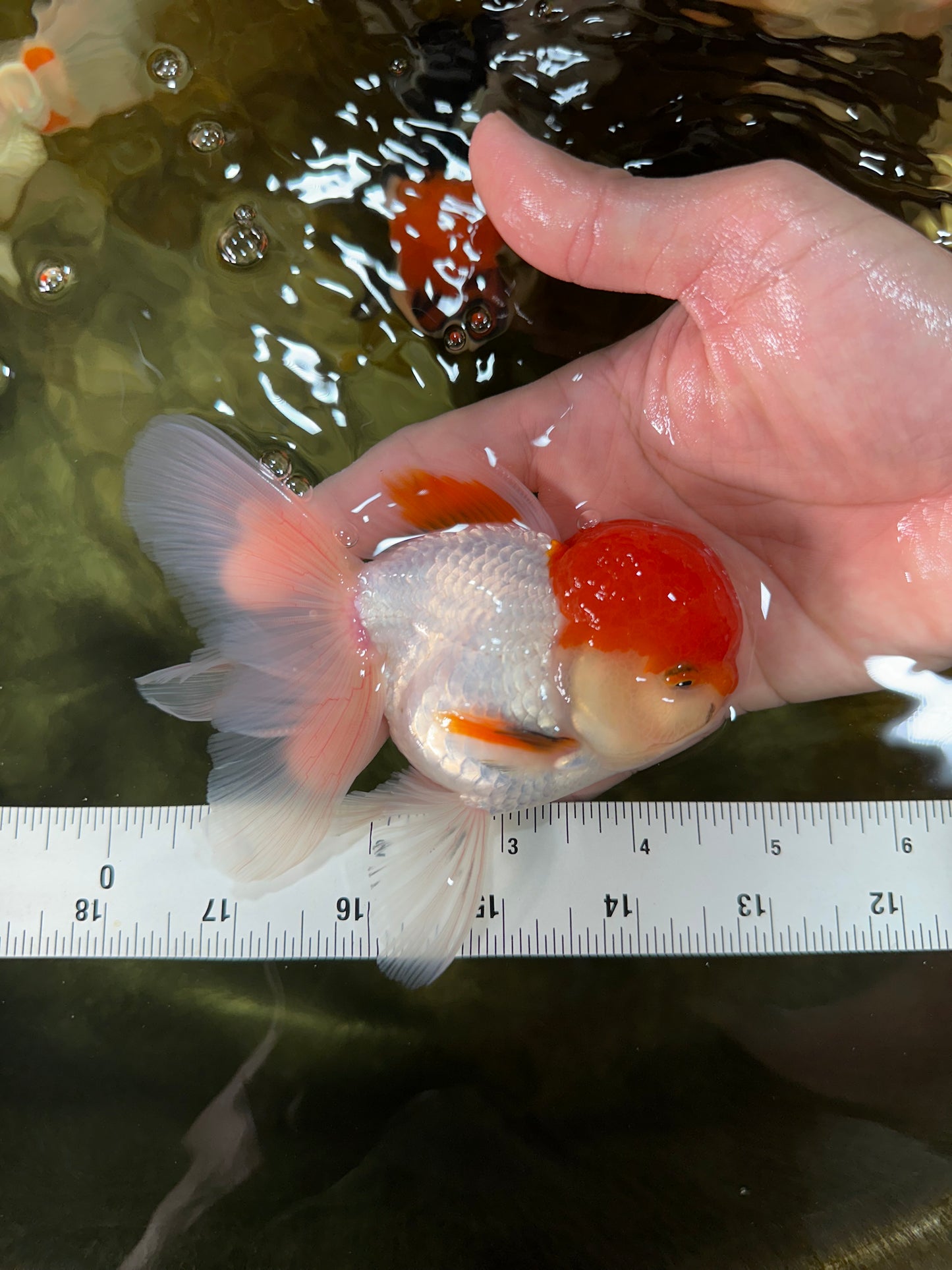 AAA Grade Red Cap Oranda Male 4.5-5 inches #050925OR_38