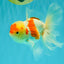 SUPER CUTE Kohaku Oranda Female 5.5 inches #090426OR_16