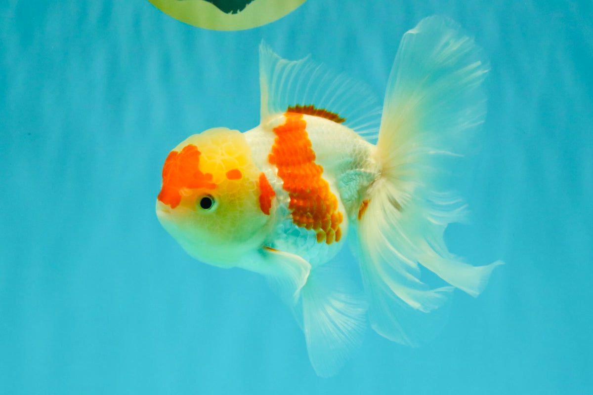 SUPER CUTE Kohaku Oranda Female 5.5 inches #090426OR_16