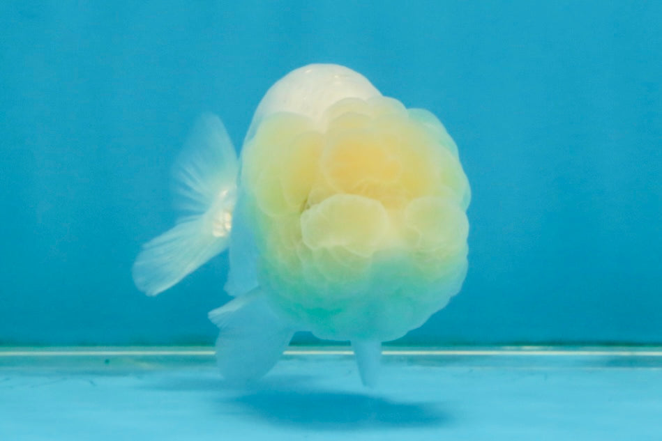 FLUFFY SNOW White LionChu Female 3.5 inches #120525LC_17