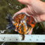 AAA Grade Calico Tiger Yuanbao Male 4.5 inches #100226YB_07