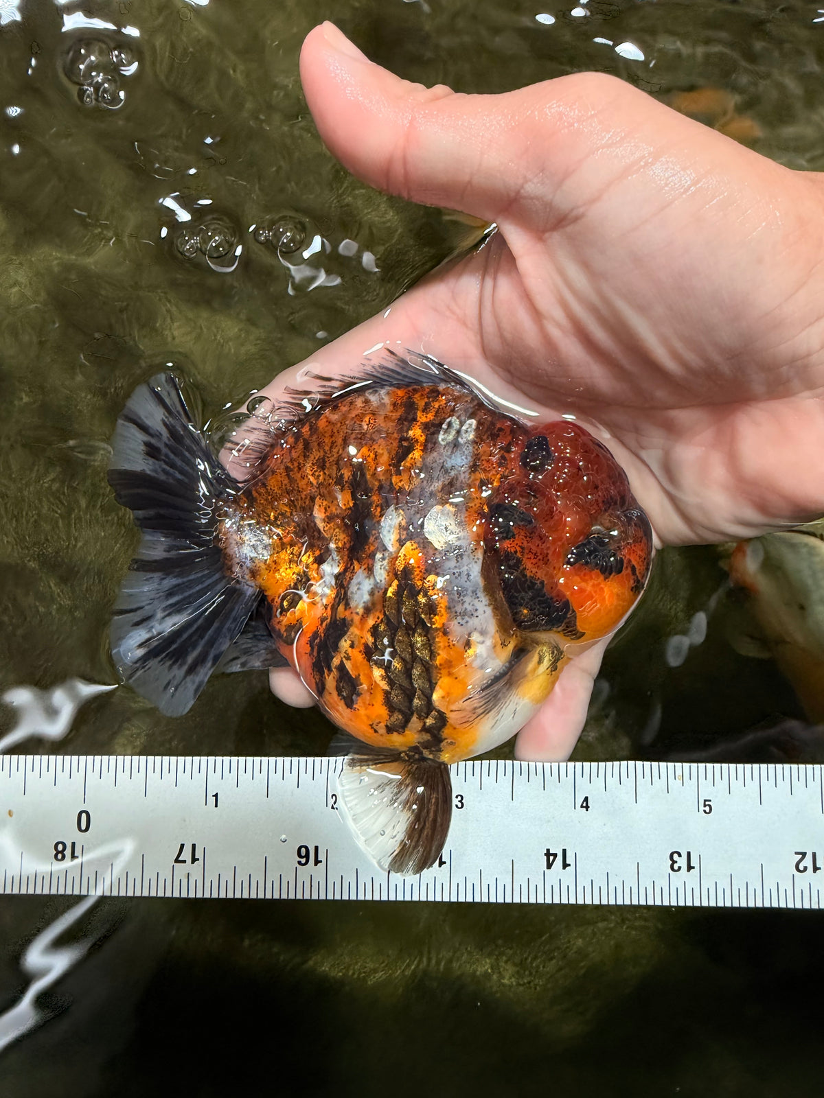 AAA Grade Calico Tiger Yuanbao Male 4.5 inches #100226YB_07