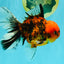 SPECIAL AAA Grade Tiger Oranda Male 6 inches #073126OR_23