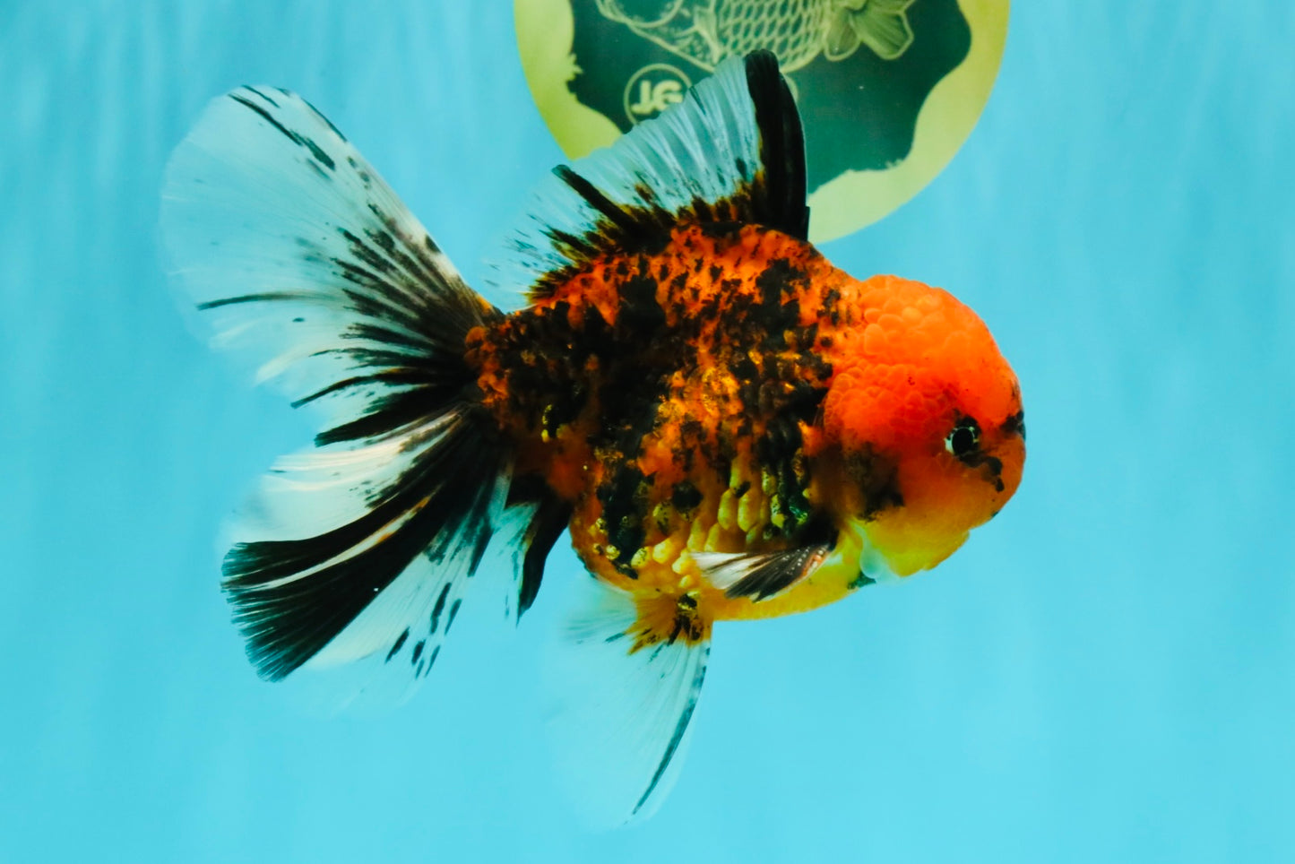 SPECIAL AAA Grade Tiger Oranda Male 6 inches #073126OR_23