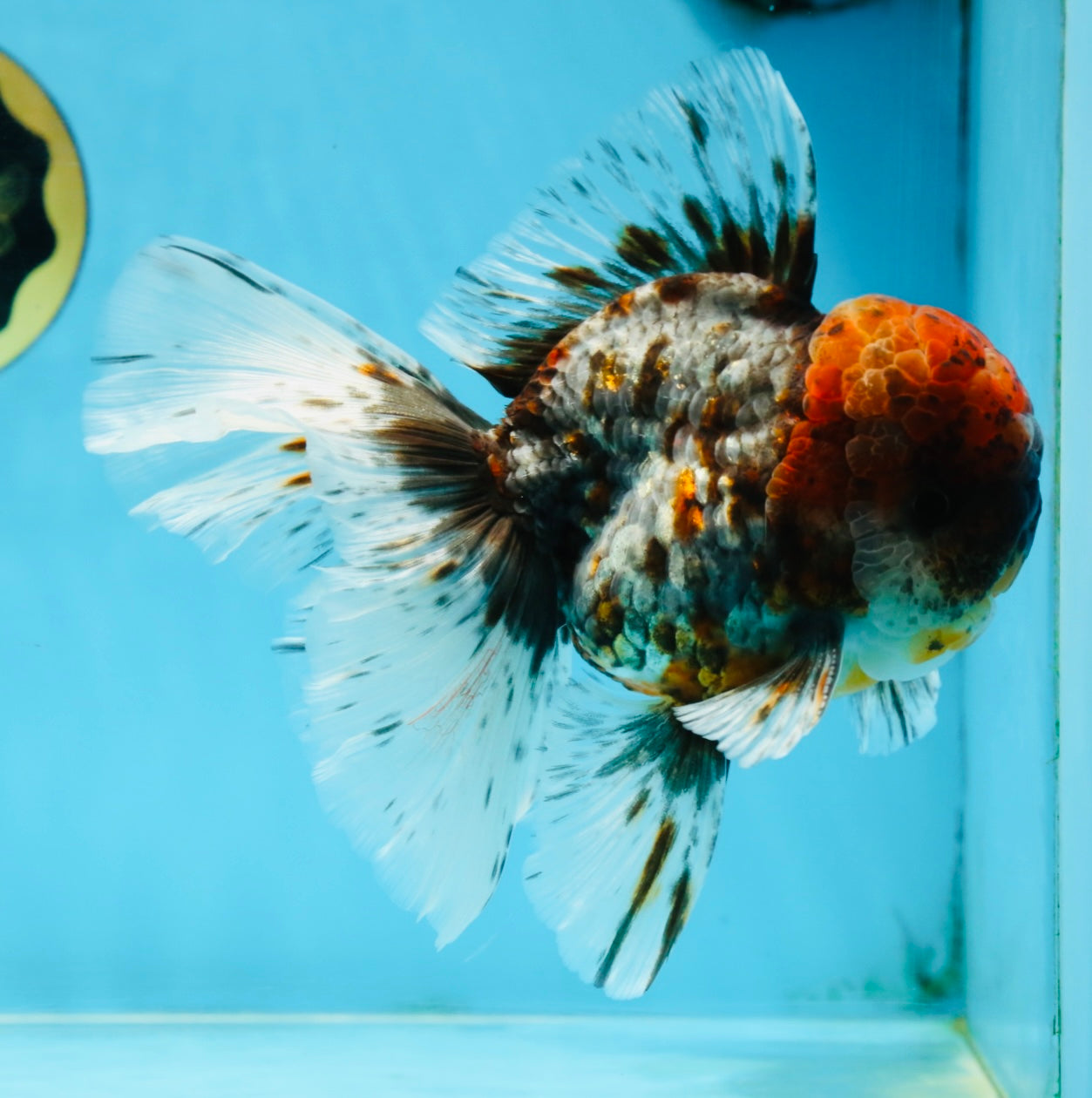THICK BODY AAA Grade Calico Kirin Oranda Male 5.5 inches #102425OR_20