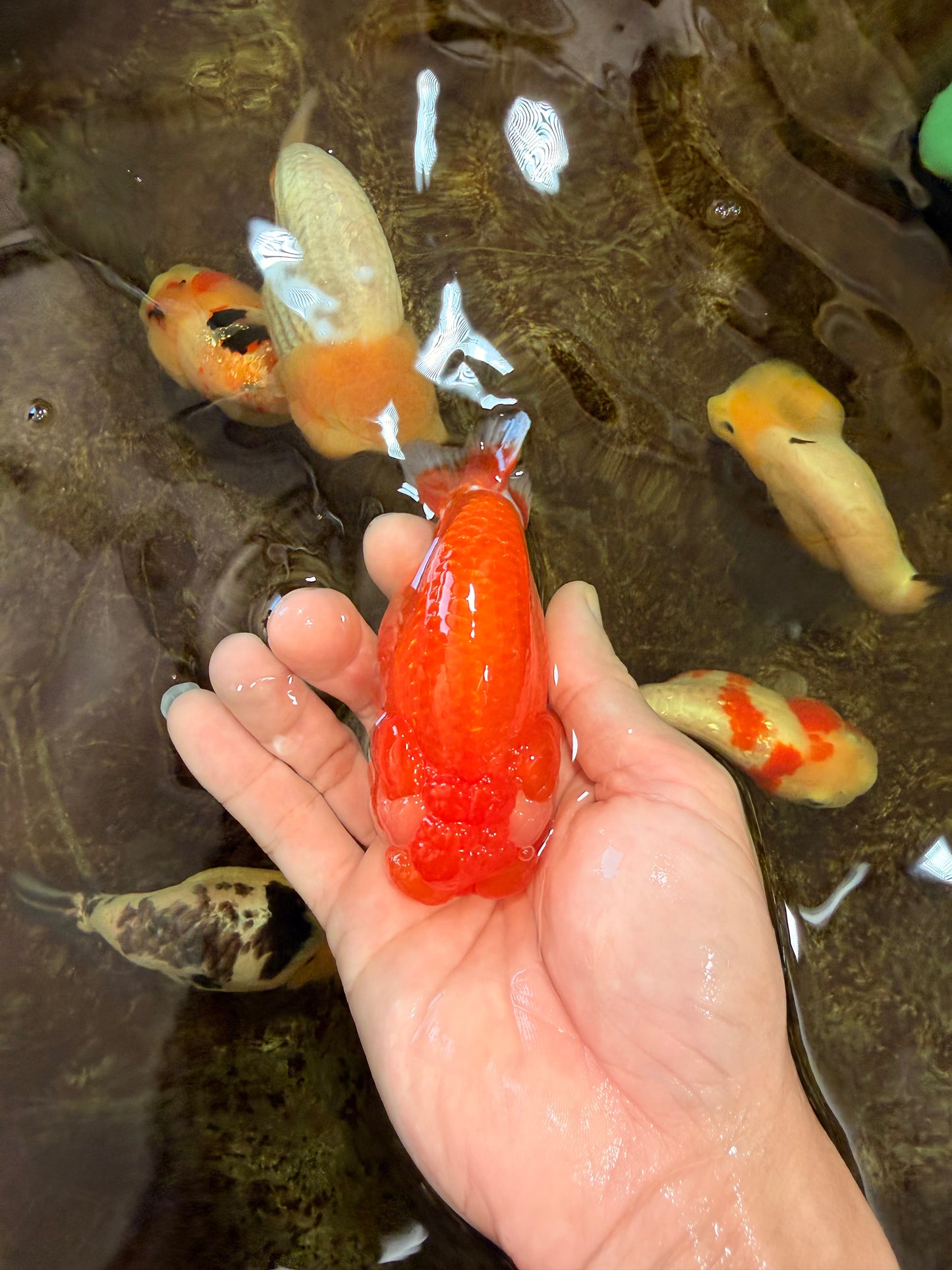 A Grade Young Red White LionQueen 4 inches #101025LC_10