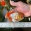 A Grade Red White Oranda Female 5 inches #050925OR_36
