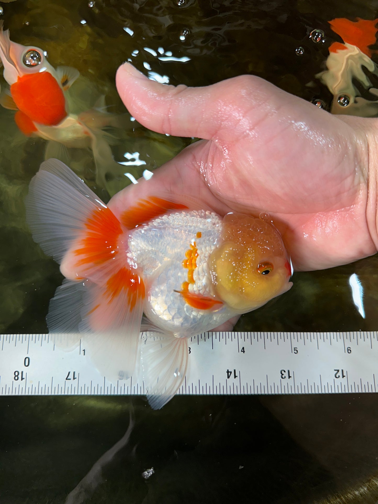 A Grade Red White Oranda Female 5 inches #050925OR_36
