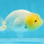 LEMON POP AAA Grade Lemonhead LionQueen 3.5-4 inches #101725LC_03