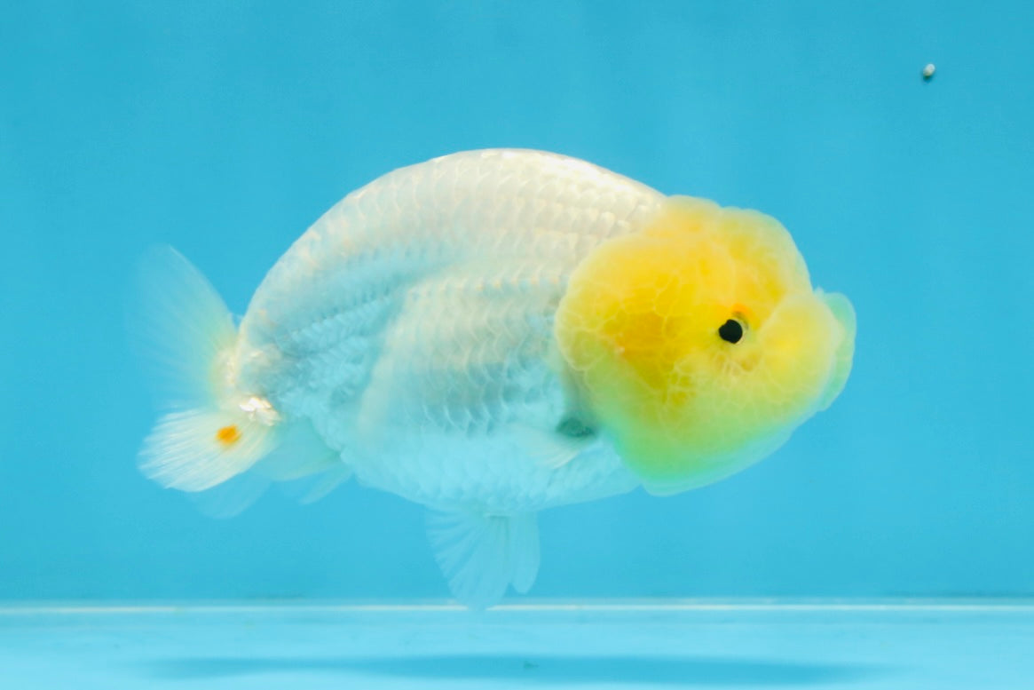 LEMON POP AAA Grade Lemonhead LionQueen 3.5-4 inches #101725LC_03