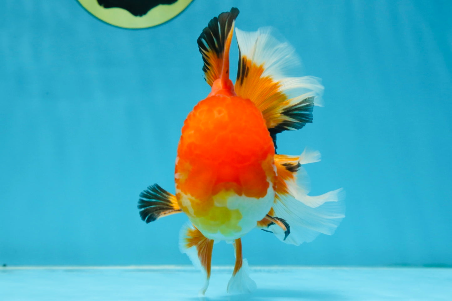 AAA Grade CHONKY Red White Oranda Male 5-5.5 inches #062025OR_16