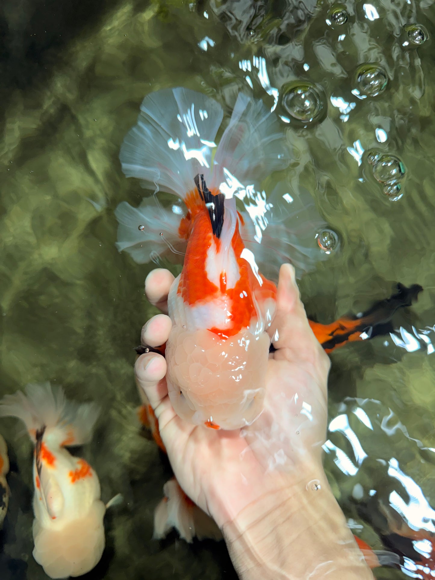 PUPPY A Grade Tricolor Oranda Female 7 inches #040326OR_07