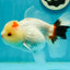 Tricolor Pompom Red Nose Oranda Female 5.5 inches #111524OR_17