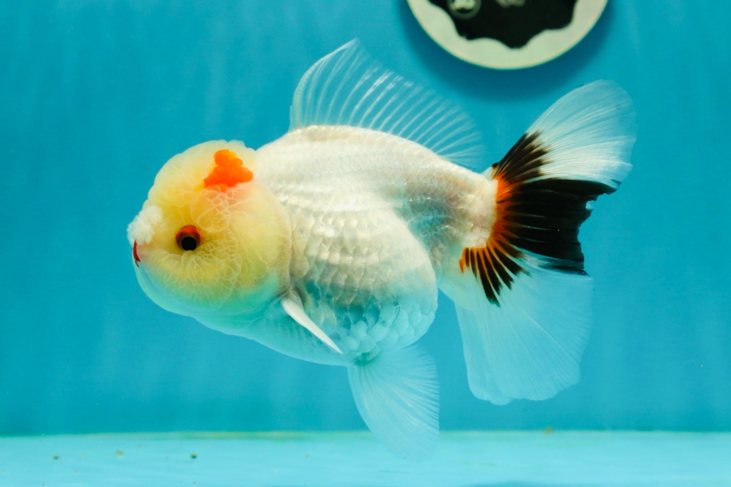 Tricolor Pompom Red Nose Oranda Female 5.5 inches #111524OR_17