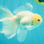 MASHMALLOW A Grade White Oranda Male 5.5-6 inches #091826OR_05