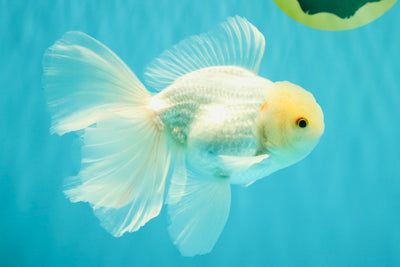 MASHMALLOW A Grade White Oranda Male 5.5-6 inches #091826OR_05
