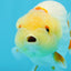 Lemonhead Lionchu Male 4 inches #0920LC_02