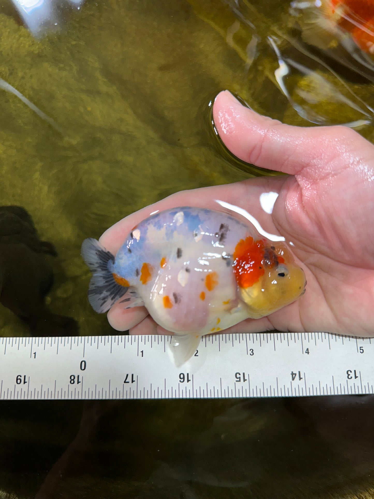 A Grade Cow Tricolor LionQueen 4 inches #050925LC_08