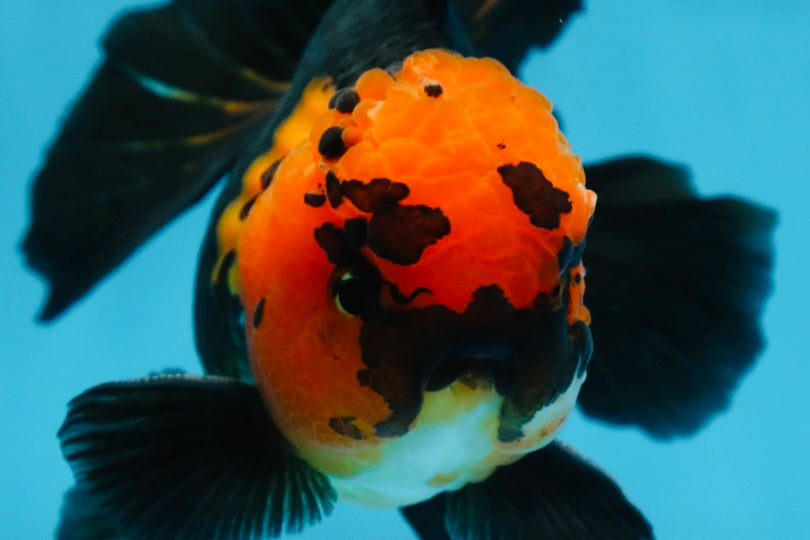 A Grade Apache Oranda Male 5.5-6 inches #081525OR_21