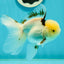 A Grade Lemonhead Tricolor Oranda Male 5 inches #111524OR_26