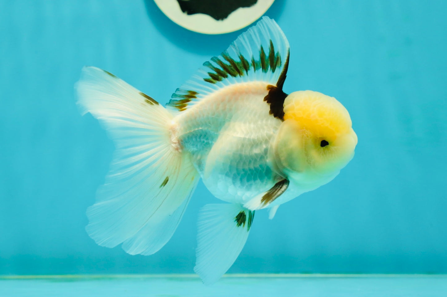 A Grade Lemonhead Tricolor Oranda Male 5 inches #111524OR_26