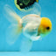 A Grade Lemonhead Oranda Male 5-5.5 inches #091925OR_03