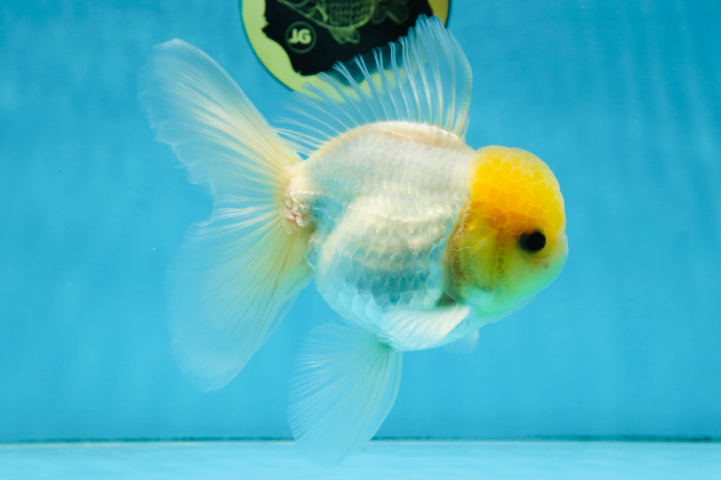 A Grade Lemonhead Oranda Male 5-5.5 inches #091925OR_03
