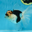 A Grade SPECIAL Panda Oranda Male 6 inches #090525OR_14