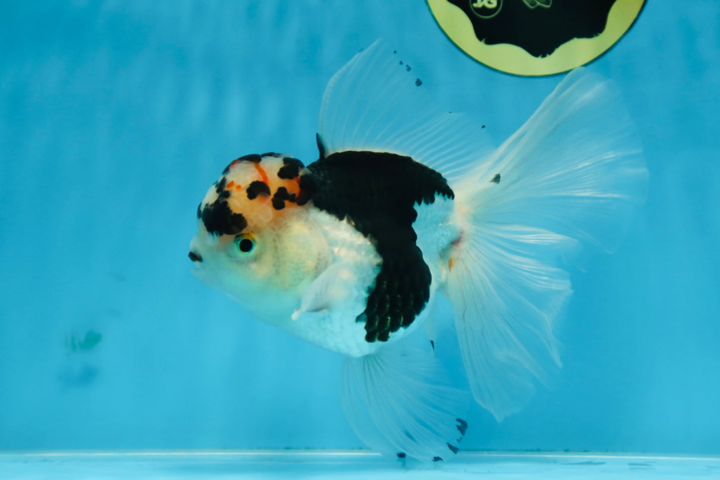A Grade SPECIAL Panda Oranda Male 6 inches #090525OR_14