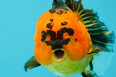 HEART A Grade Apache Oranda Female 6-6.5 inches #032026OR_06