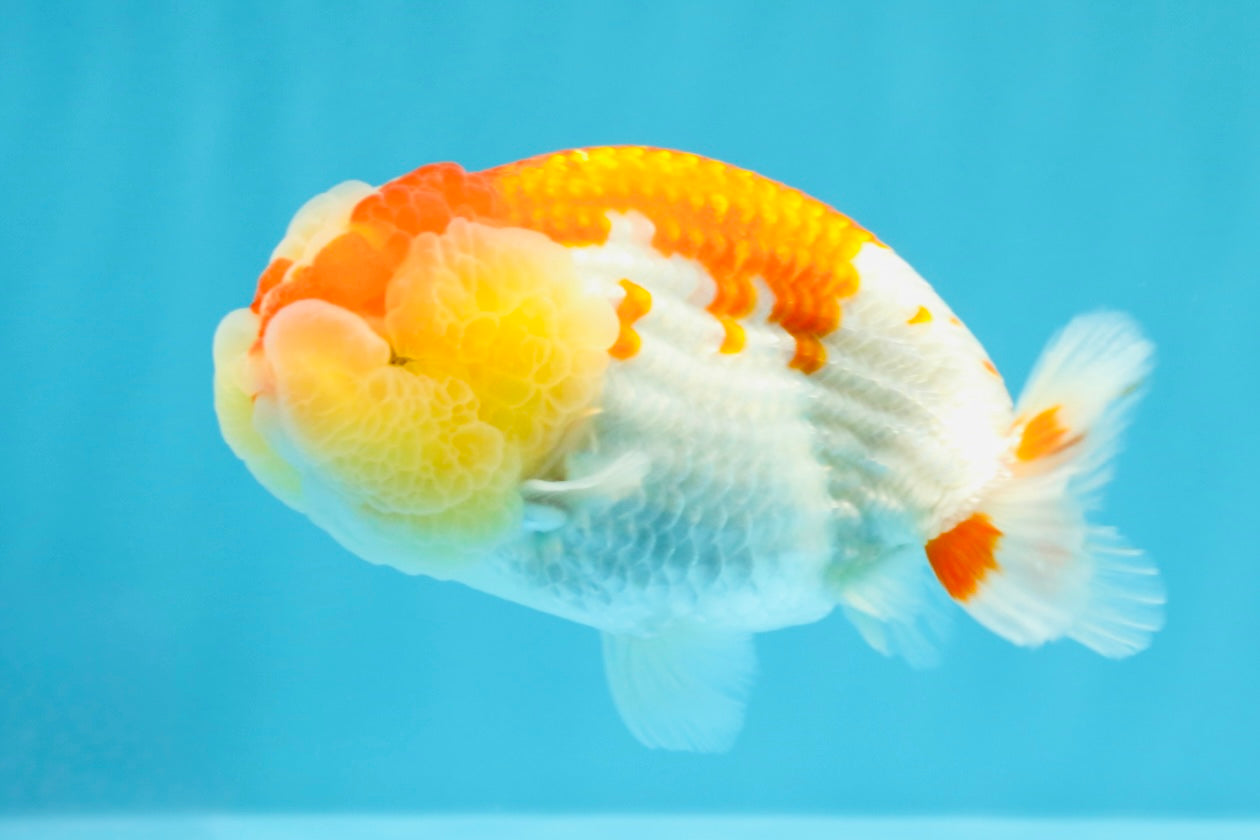 A Grade Kohaku Red White LionKing 4-4.5 inches #022026LC_17