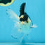 Panda Oranda Male 5 inches #091225OR_22