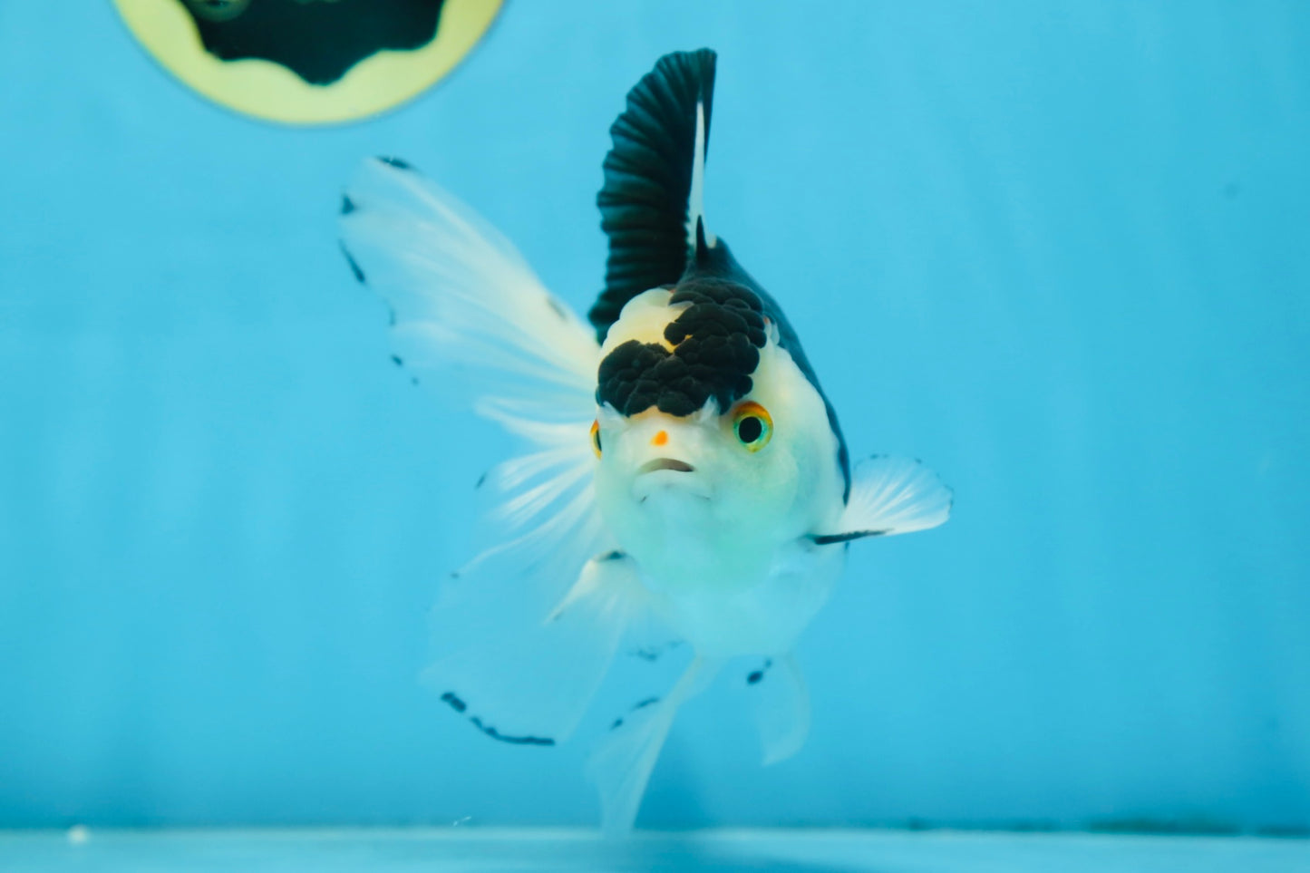Panda Oranda Male 5 inches #091225OR_22