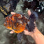 AAA Grade Granite Calico Oranda Female 6.5-7 inches #073126OR_03