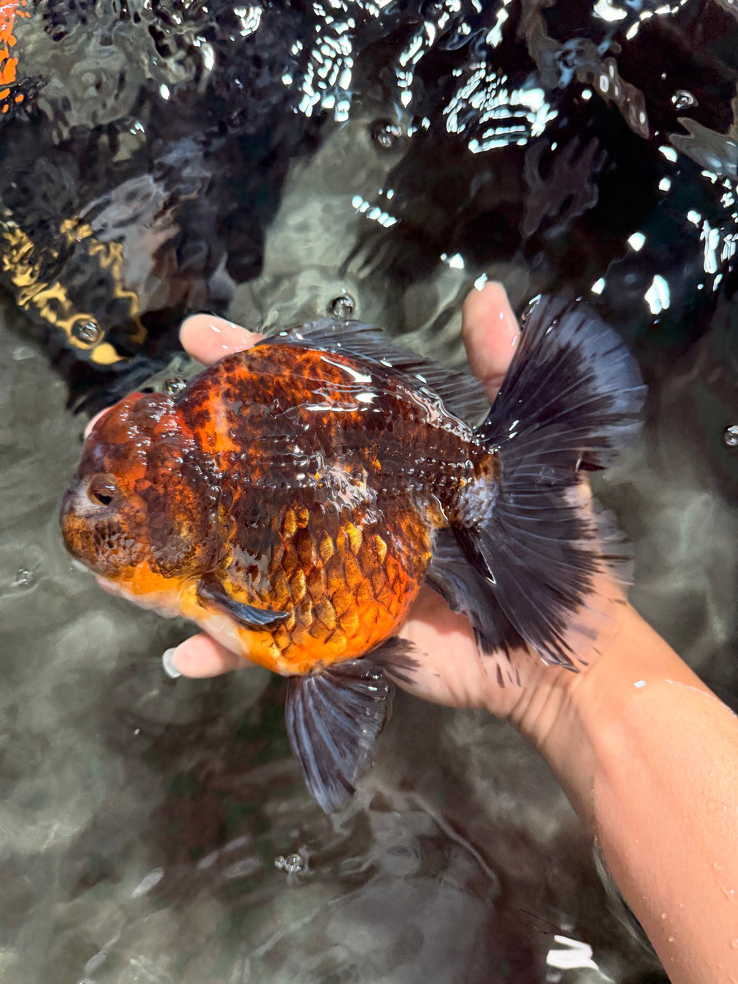 AAA Grade Granite Calico Oranda Female 6.5-7 inches #073126OR_03