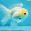 White Beauty Oranda Male 4.5-5 inches #071125OR_14